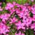 Phlox subulata McDaniels cushion.jpg